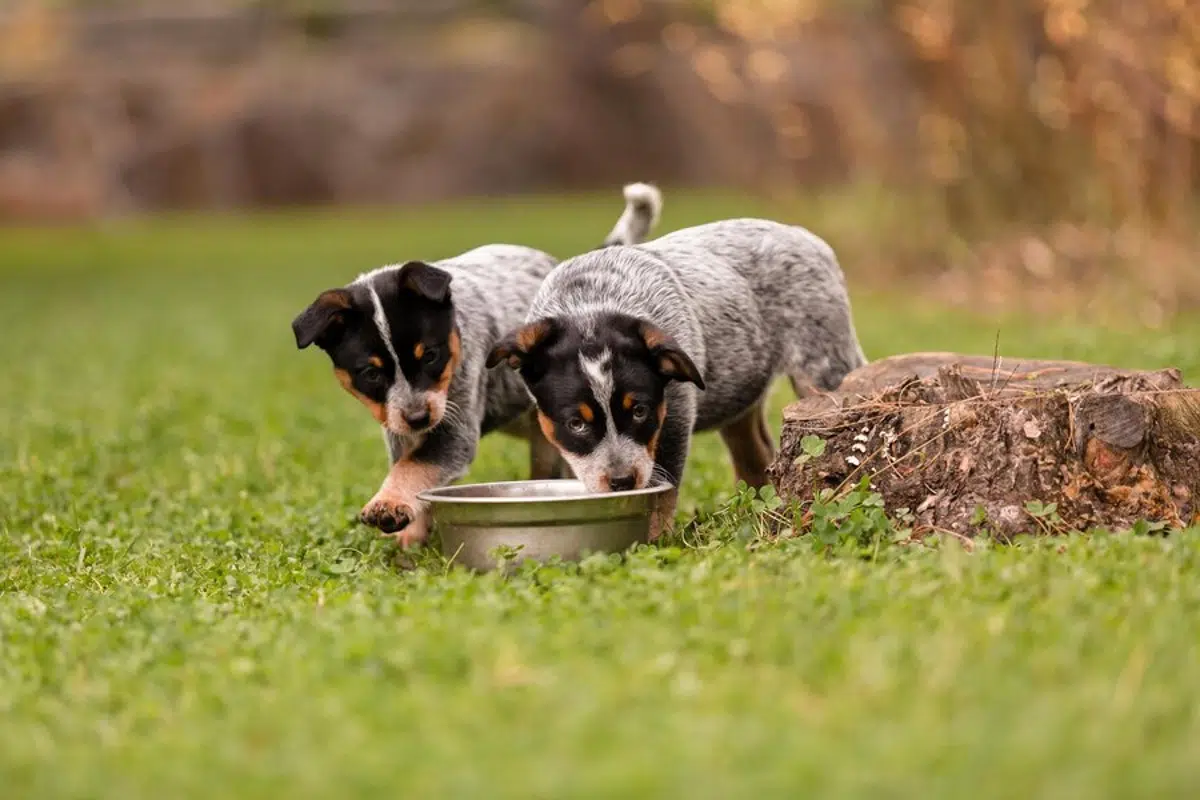 qualité repas chien