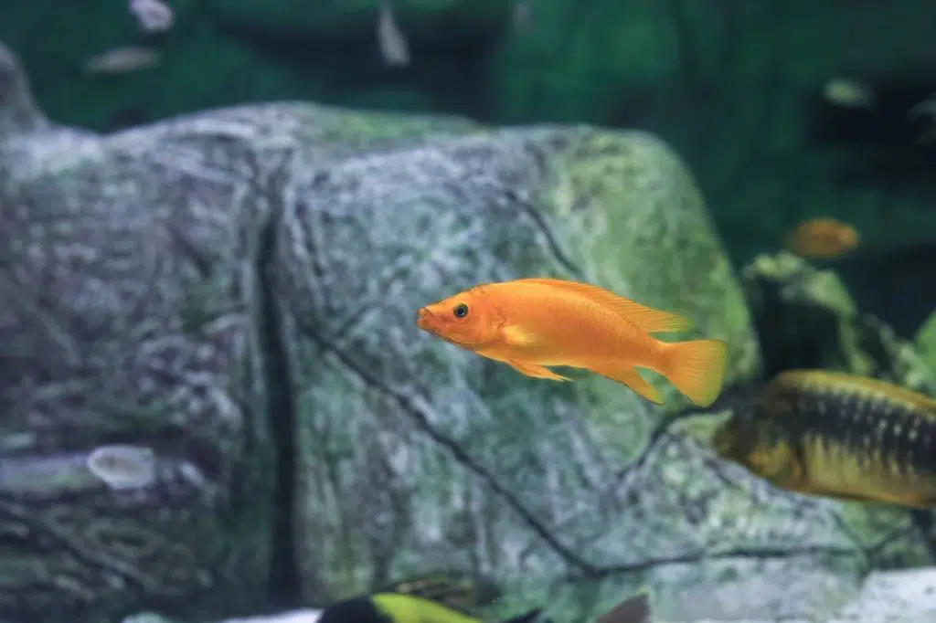 Roches reproduction biotope poissons