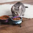 alimentation mixte chat