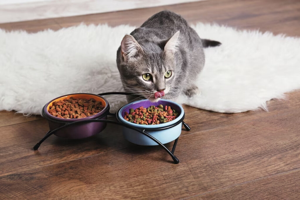 alimentation mixte chat