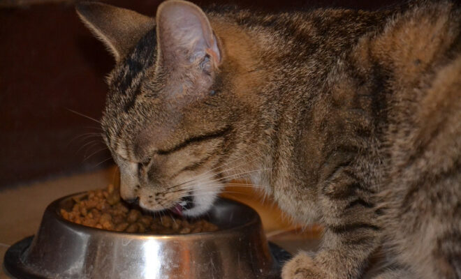 aliment chat