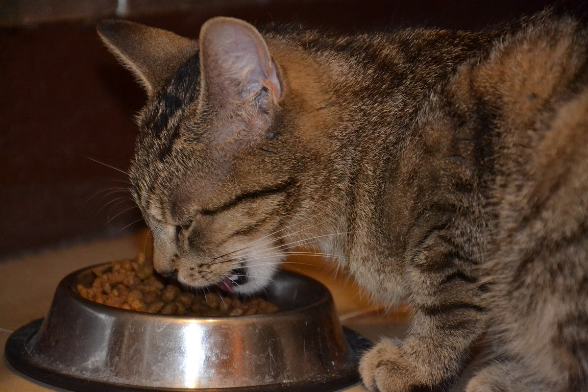 aliment chat