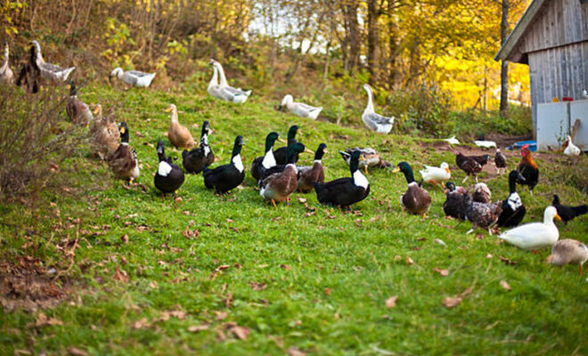 élevage canard