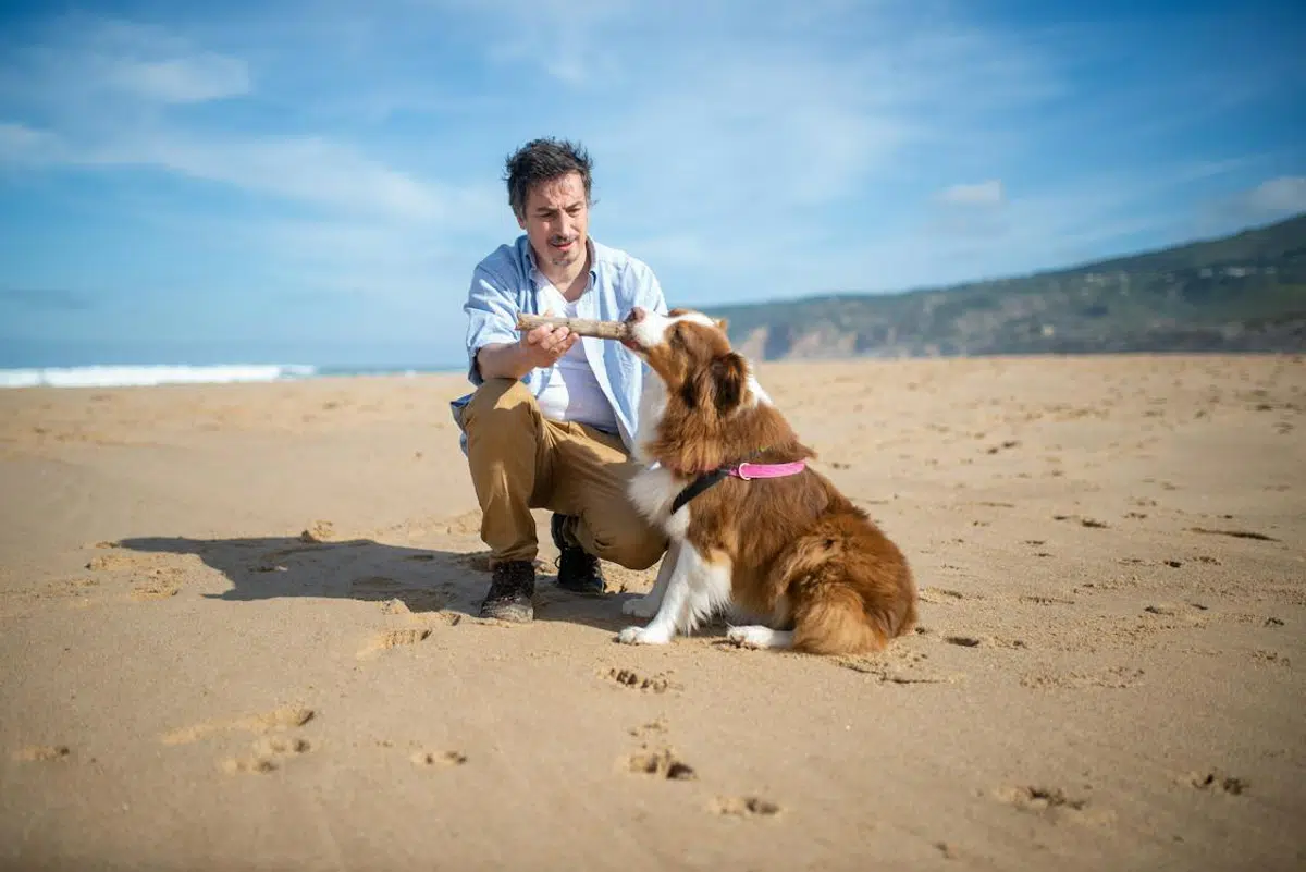 comportementaliste canin