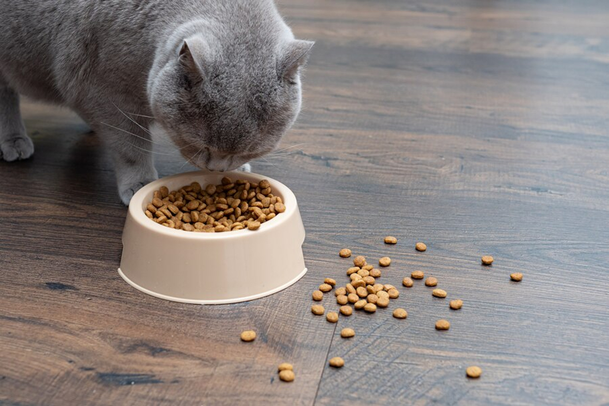 croquettes chat