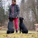 éducateur comportementaliste