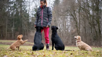 éducateur comportementaliste