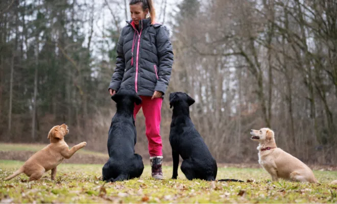 éducateur comportementaliste