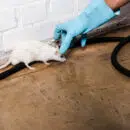 entreprise de dératisation