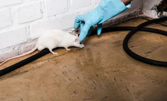 entreprise de dératisation