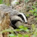 crottes de blaireaux
