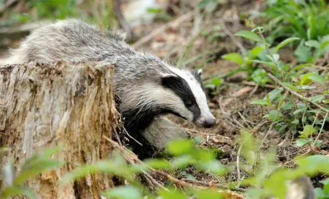 crottes de blaireaux
