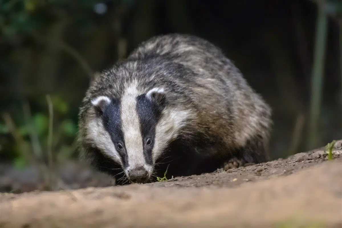 crottes de blaireaux biodiversité locale
