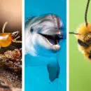 Animaux infatigables