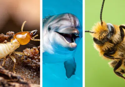 Animaux infatigables