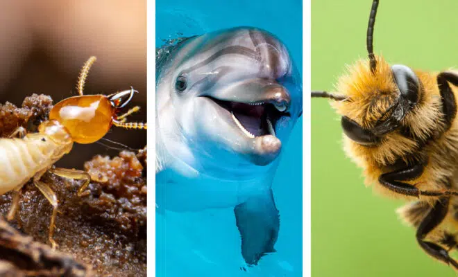 Animaux infatigables