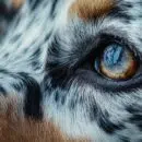 Pourquoi le teckel bleu merle est-il le compagnon idéal pour votre famille ?