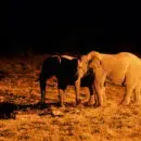 safari nocturne Namibie