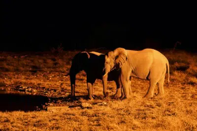safari nocturne Namibie