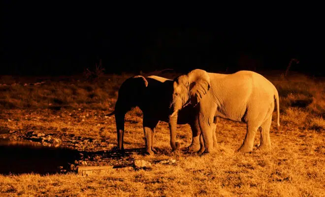 safari nocturne Namibie