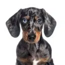 head shot of a Puppy Merle dapple Dachshund odd-eyed facing at the camera, isolated on white