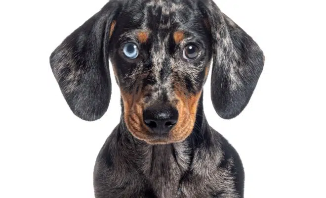 head shot of a Puppy Merle dapple Dachshund odd-eyed facing at the camera, isolated on white