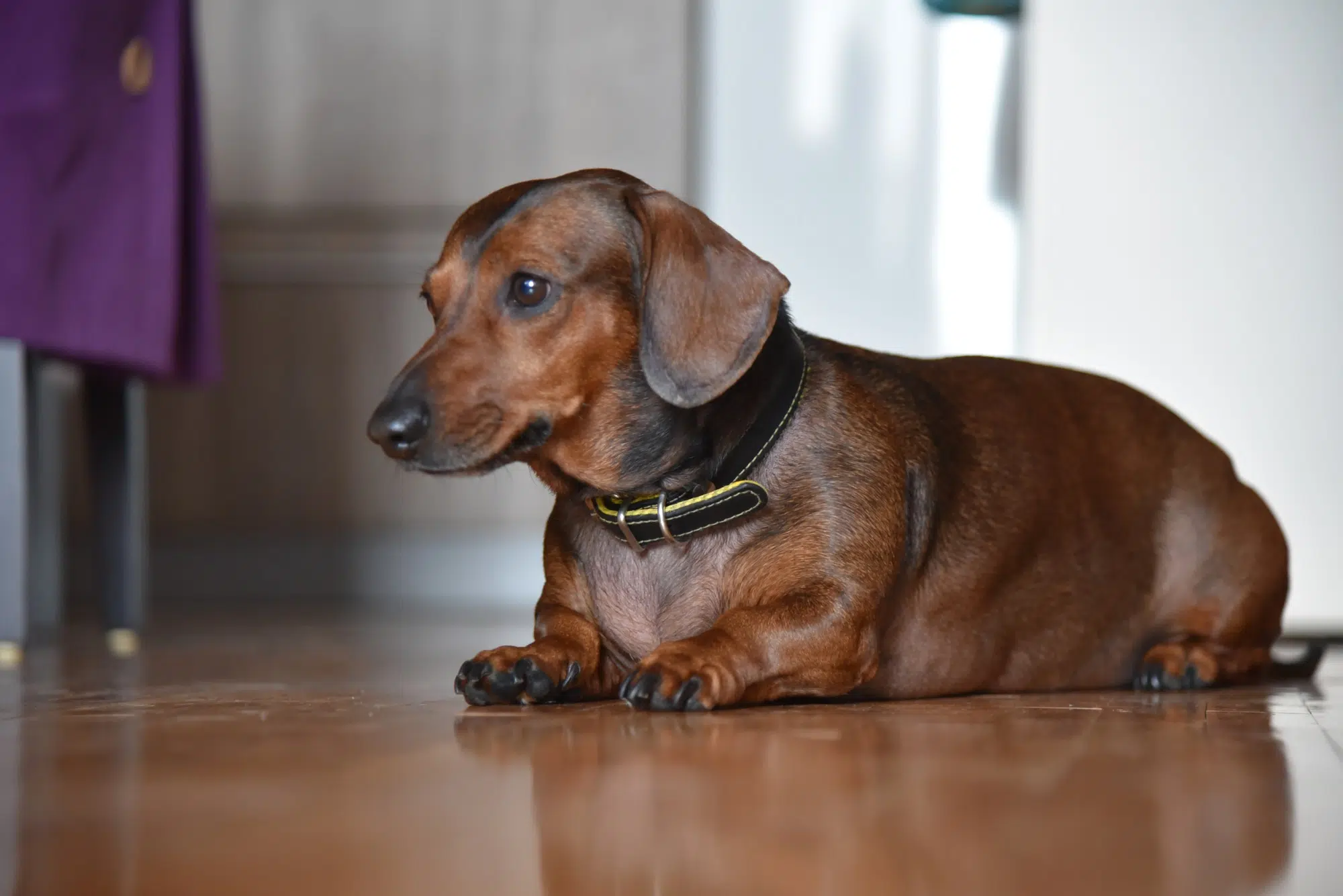 Nice dachshund dog - short haired dachshund