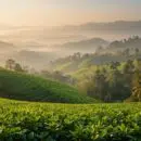 plantations de thé de Darjeeling