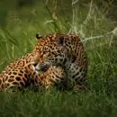 safari Pantanal brésilien 