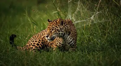 safari Pantanal brésilien 