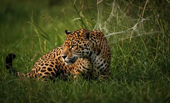 safari Pantanal brésilien
