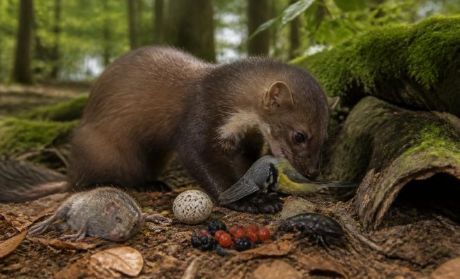 découvrez ce que mangent réellement les fouines, en démêlant les mythes des faits sur leur régime alimentaire naturel.